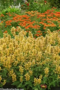 Poquito Butter Yellow Agastache (Hummingbird Mint) - 1 Gallon Pot -Shrub Plant Shop agastache poquito butter yellow hummingbird mint 2 1