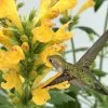 Poquito Butter Yellow Agastache (Hummingbird Mint) - 1 Gallon Pot