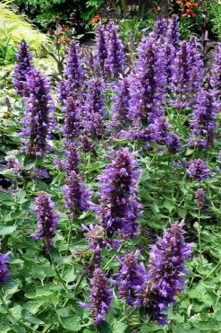 Poquito Dark Blue Agastache (Hummingbird Mint) - 1 Gallon Pot -Shrub Plant Shop agastache poquito dark blue 12