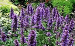 Poquito Dark Blue Agastache (Hummingbird Mint) - 1 Gallon Pot -Shrub Plant Shop agastache poquito dark blue 13