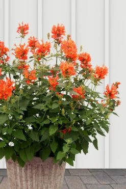 Poquito Orange Agastache (Hummingbird Mint) - 5 Pack Of Quart Pots