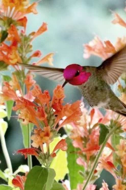 Poquito Orange Agastache (Hummingbird Mint) - 1 Gallon Pot -Shrub Plant Shop agastache poquito orange 11 1