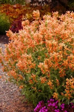 Poquito Orange Agastache (Hummingbird Mint) - 1 Gallon Pot -Shrub Plant Shop agastache poquito orange 12 1