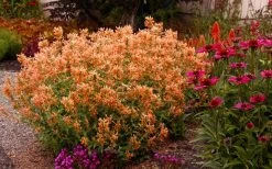 Poquito Orange Agastache (Hummingbird Mint) - 1 Gallon Pot -Shrub Plant Shop agastache poquito orange 13 1