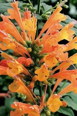 Poquito Orange Agastache (Hummingbird Mint) - 5 Pack Of Quart Pots -Shrub Plant Shop agastache poquito orange 14