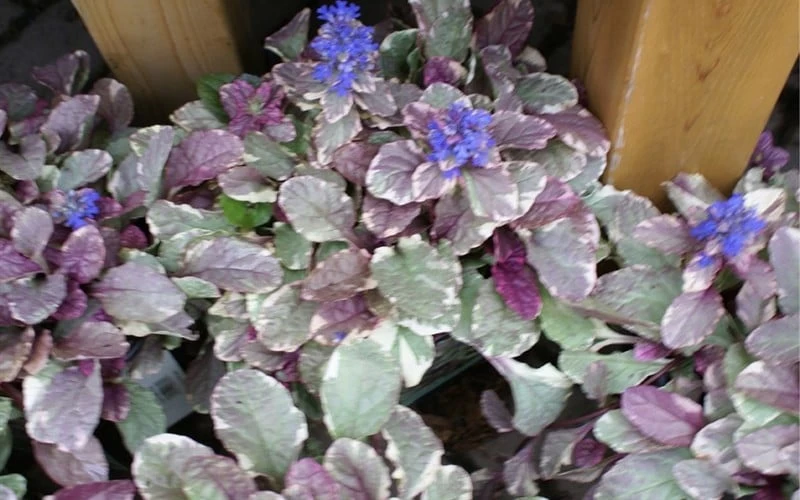 Burgundy Glow Ajuga (Bugleweed) - 6-Pack Of Pint Pots 5 Burgundy Glow Ajuga (Bugleweed) - 6-Pack Of Pint Pots - Image 5