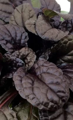 Fierce Falcon Ajuga (Bugleweed) - 5 Pack Of Quart Pots -Shrub Plant Shop ajuga fierce falcon 3