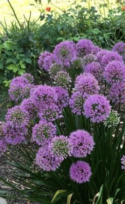 Millenium Allium (Ornamental Onion) - 6 Pack Of 1 Gallon Pots -Shrub Plant Shop allium millenium 2