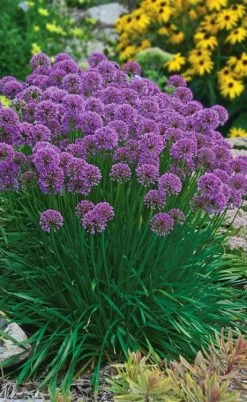 Millenium Allium (Ornamental Onion) - 6 Pack Of 1 Gallon Pots -Shrub Plant Shop allium millenium 3