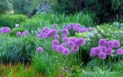 Millenium Allium (Ornamental Onion) - 6 Pack Of 1 Gallon Pots -Shrub Plant Shop allium millenium 4