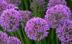 Millenium Allium (Ornamental Onion) - 6 Pack Of 1 Gallon Pots -Shrub Plant Shop allium millenium 5