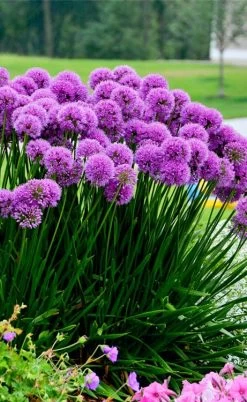 Millenium Allium (Ornamental Onion) - 6 Pack Of 1 Gallon Pots -Shrub Plant Shop allium millenium 6