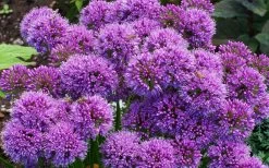 Millenium Allium (Ornamental Onion) - 6 Pack Of 1 Gallon Pots -Shrub Plant Shop allium millenium 9