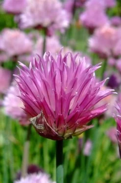 Chives Plant (Allium Schoenoprasum) - 5 Pack Of Quart Pots 11 Chives Plant (Allium Schoenoprasum) - 5 Pack Of Quart Pots -Shrub Plant Shop allium schoenprasum chives 2