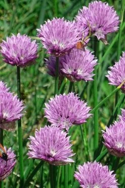 Chives Plant (Allium Schoenoprasum) - 5 Pack Of Quart Pots 10 Chives Plant (Allium Schoenoprasum) - 5 Pack Of Quart Pots -Shrub Plant Shop allium schoenprasum chives 3