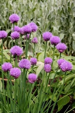 Chives Plant (Allium Schoenoprasum) - 5 Pack Of Quart Pots 9 Chives Plant (Allium Schoenoprasum) - 5 Pack Of Quart Pots -Shrub Plant Shop allium schoenprasum chives 4