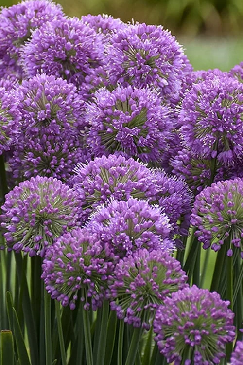 Serendipity Allium (Ornamental Onion) - 1 Gallon Pot 1 Serendipity Allium (Ornamental Onion) - 1 Gallon Pot