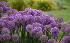 Serendipity Allium (Ornamental Onion) - 1 Gallon Pot 10 Serendipity Allium (Ornamental Onion) - 1 Gallon Pot -Shrub Plant Shop allium serendipity 2 800x500 1