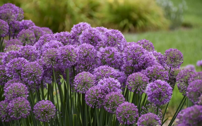 Serendipity Allium (Ornamental Onion) - 1 Gallon Pot 5 Serendipity Allium (Ornamental Onion) - 1 Gallon Pot - Image 5