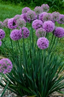 Serendipity Allium (Ornamental Onion) - 1 Gallon Pot 9 Serendipity Allium (Ornamental Onion) - 1 Gallon Pot -Shrub Plant Shop allium serendipity 500x750 1