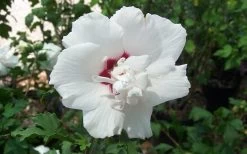 Morning Star Rose Of Sharon (Single Trunk Tree) - 7 Gallon Pot (3-4') -Shrub Plant Shop altheamorningstar