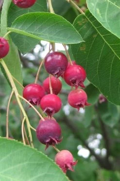 Shadblow Serviceberry Tree (Amelanchier Canadensis) - 5 Gallon Pot -Shrub Plant Shop amelanchier arborea shadblow serviceberry berries 3