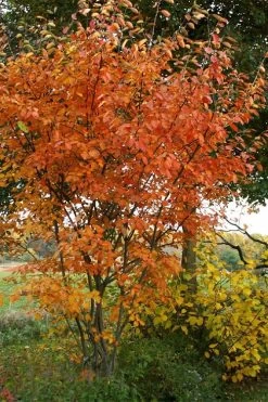 Shadblow Serviceberry Tree (Amelanchier Canadensis) - 5 Gallon Pot -Shrub Plant Shop amelanchier arborea shadblow serviceberry fall foliage