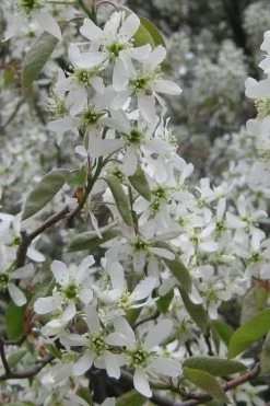 Shadblow Serviceberry Tree (Amelanchier Canadensis) - 5 Gallon Pot -Shrub Plant Shop amelanchier arborea shadblow serviceberry flowers 4