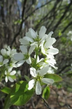 Shadblow Serviceberry Tree (Amelanchier Canadensis) - 5 Gallon Pot -Shrub Plant Shop amelanchier arborea shadblow serviceberry flowers 5