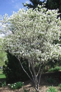 Shadblow Serviceberry Tree (Amelanchier Canadensis) - 5 Gallon Pot -Shrub Plant Shop amelanchier arborea shadblow serviceberry tree 2