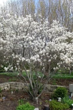 Shadblow Serviceberry Tree (Amelanchier Canadensis) - 5 Gallon Pot -Shrub Plant Shop amelanchier arborea shadblow serviceberry tree 3