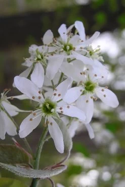Autumn Brilliance Serviceberry Tree - 1 Gallon Pot -Shrub Plant Shop amelanchier grandiflora autumn brilliance serviceberry 1 1