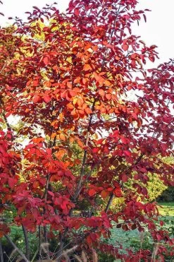 Autumn Brilliance Serviceberry Tree - 7 Gallon Pot (4-5') -Shrub Plant Shop amelanchier grandiflora autumn brilliance serviceberry 3