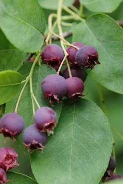 Autumn Brilliance Serviceberry Tree - 1 Gallon Pot -Shrub Plant Shop amelanchier grandiflora autumn brilliance serviceberry 8 1