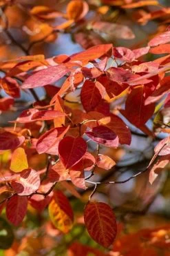 Autumn Brilliance Serviceberry Tree - 1 Gallon Pot -Shrub Plant Shop amelanchier grandiflora autumn brilliance serviceberry 9 1