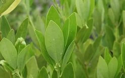 Ocala Yellow Anise (Illicium Parviflorum) - 3 Gallon Pot -Shrub Plant Shop aniseocala