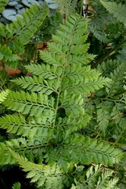Shiny Bristle Fern - 6 Pack Of 1 Gallon Pots -Shrub Plant Shop arachnoides davalliaeformis shiny bristle fern 2