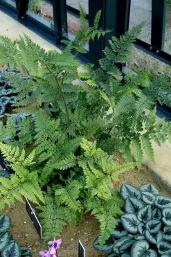 Shiny Bristle Fern - 6 Pack Of 1 Gallon Pots -Shrub Plant Shop arachnoides davalliaeformis shiny bristle fern 4