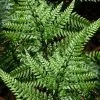 Shiny Bristle Fern - 6 Pack Of 1 Gallon Pots