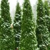 North Pole Arborvitae (Thuja) - 2 Gallon Pot