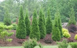 North Pole Arborvitae (Thuja) - 2 Gallon Pot -Shrub Plant Shop arborvitae north pole 800x500 1