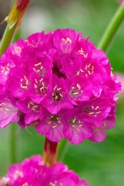 Splendens Sea Thrift (Armeria Maritima) - 6 Pack Of Pint Pots -Shrub Plant Shop armeria maritima splendens sea thrift 1