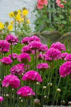 Splendens Sea Thrift (Armeria Maritima) - 6 Pack Of Pint Pots -Shrub Plant Shop armeria maritima splendens sea thrift 3