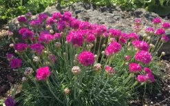 Splendens Sea Thrift (Armeria Maritima) - 6 Pack Of Pint Pots -Shrub Plant Shop armeria maritima splendens sea thrift 5