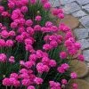 Splendens Sea Thrift (Armeria Maritima) - 6 Pack Of Pint Pots