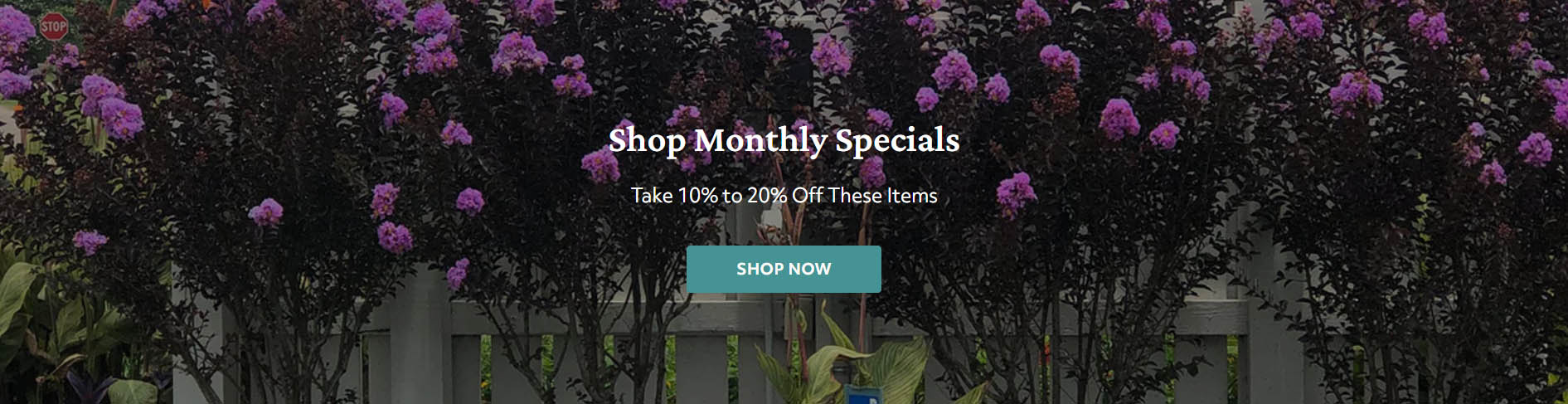 Shrub Plant Shop -Shrub Plant Shop asfsf