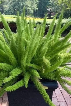 Foxtail Fern (Asparagus Densiflorus) - 1 Gallon Pot -Shrub Plant Shop asparagus aethiopicus foxtail fern 1