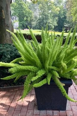 Foxtail Fern (Asparagus Densiflorus) - 1 Gallon Pot -Shrub Plant Shop asparagus aethiopicus foxtail fern 2