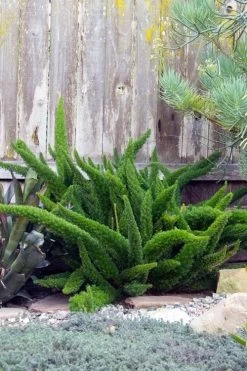 Foxtail Fern (Asparagus Densiflorus) - 3 Gallon Pot -Shrub Plant Shop asparagus aethiopicus foxtail fern 3 1