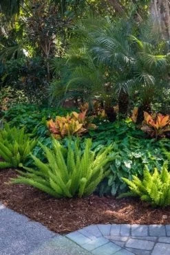 Foxtail Fern (Asparagus Densiflorus) - 1 Gallon Pot -Shrub Plant Shop asparagus aethiopicus foxtail fern 6